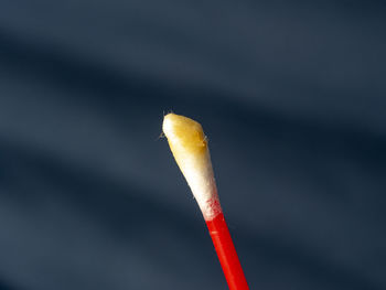 Close-up of leaf against black background