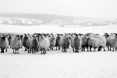 Flock of sheep on snow covered landscape