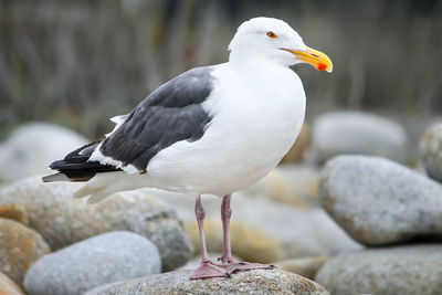 Close-up of bird perching on rock