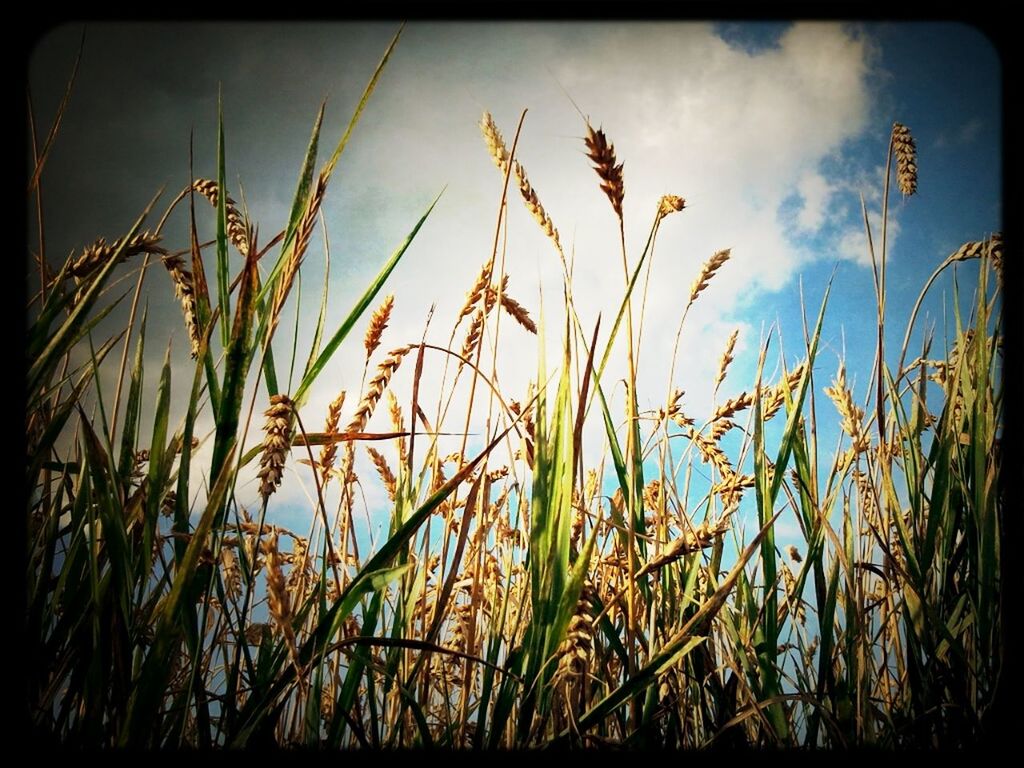 transfer print, sky, auto post production filter, growth, plant, tranquility, nature, cloud - sky, beauty in nature, field, cloud, grass, tranquil scene, scenics, sunset, outdoors, low angle view, close-up, no people, growing