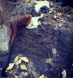 High angle view of dog