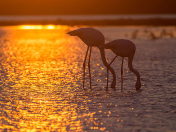 Silhouette of flamingos in camargue during sunset