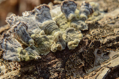 Close-up of crab