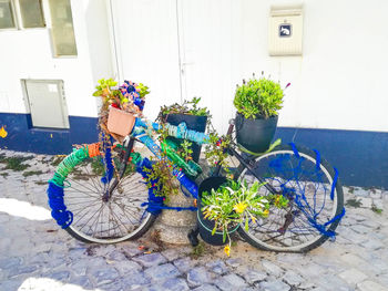 Potted plant on bicycle against wall