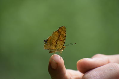 Close-up of butterfly on hand holding leaf