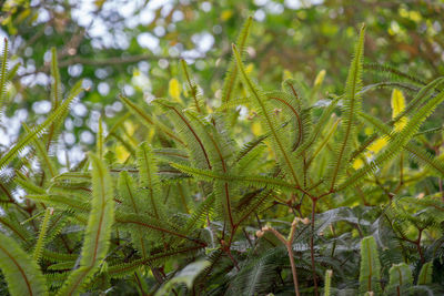 Close-up of fern in forest