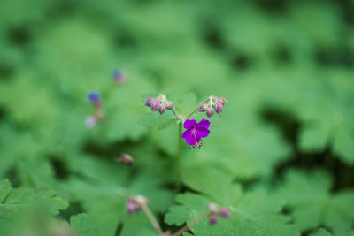 Close-up of pink flowering plant