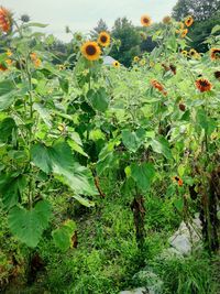 Plants growing on field