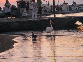 View of seagulls on lake