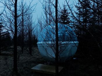 Bare trees in forest at night