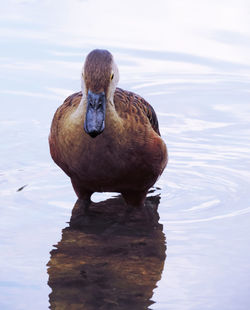 Mallard duck at lake