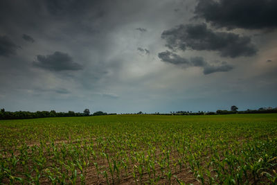 Scenic view of agricultural field against sky