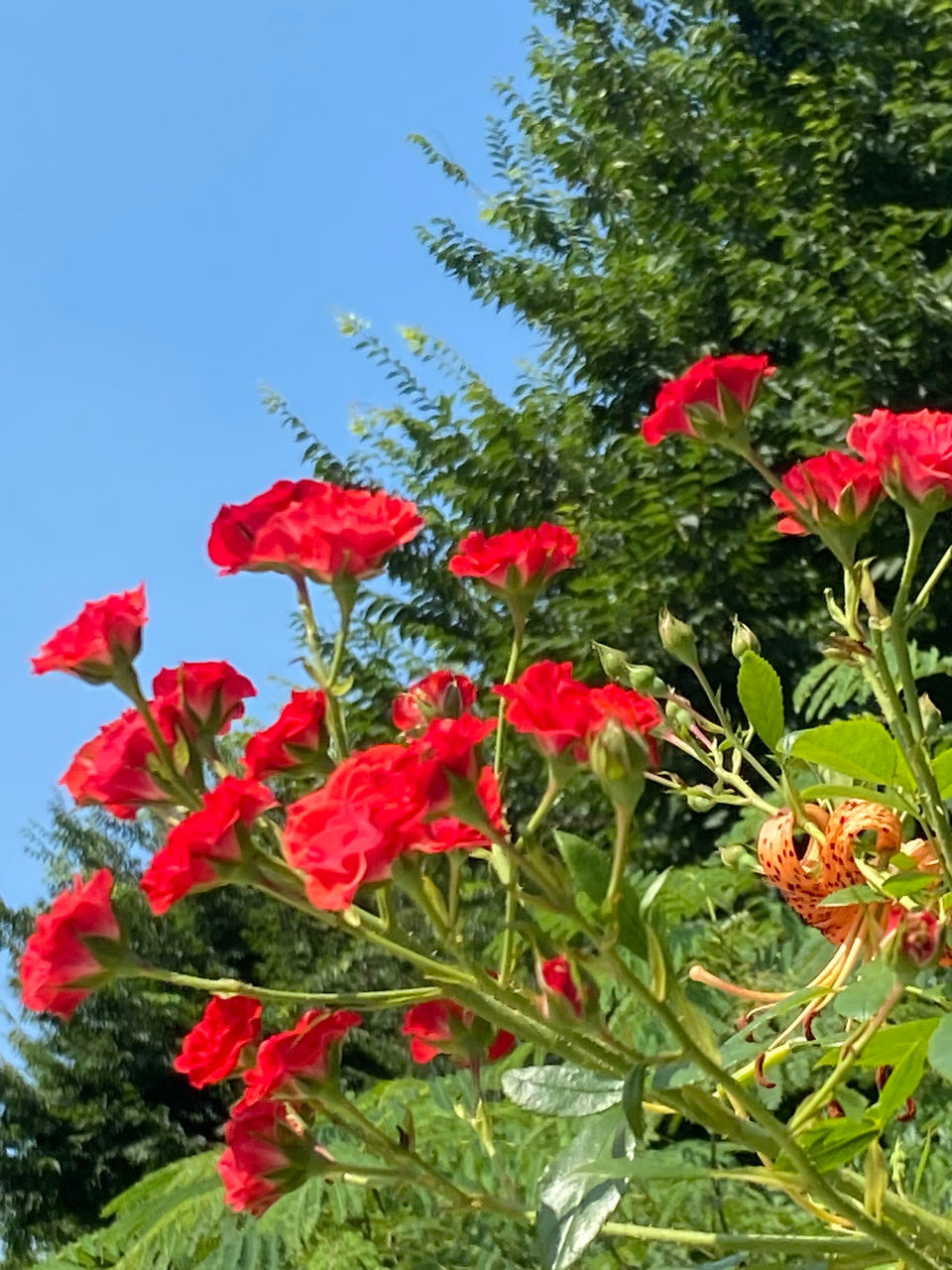 plant, flower, red, nature, flowering plant, beauty in nature, growth, freshness, no people, sky, tree, day, green, fragility, leaf, clear sky, plant part, garden, outdoors, petal, close-up, blue, shrub, flower head, low angle view, inflorescence, botany, sunlight