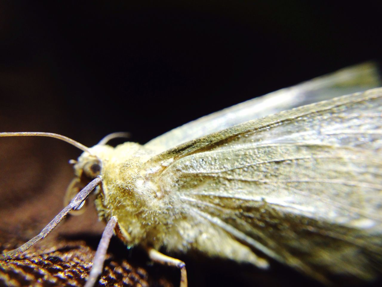 close-up, one animal, animal themes, no people, insect, animals in the wild, day, outdoors, nature