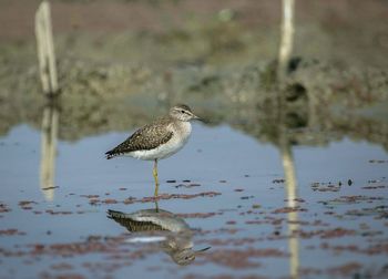 Bird perching in water