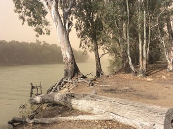 Trees by lake in forest