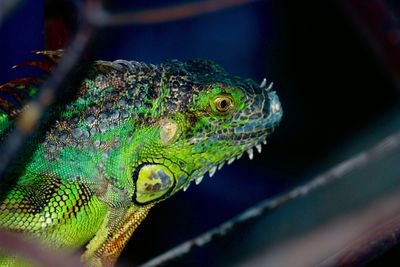 Close-up of male iguana at dusk