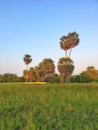 Plants growing on field against sky