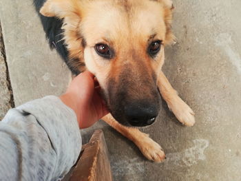 High angle portrait of dog with hands