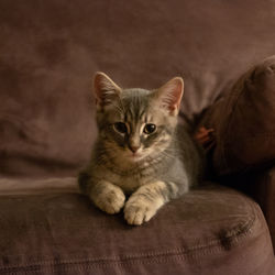 Portrait of kitten relaxing