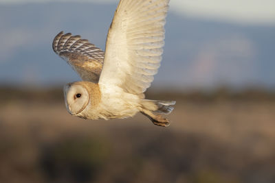 Close-up of barn owl flying
