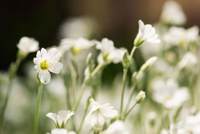 Close-up of white flowering plant in field