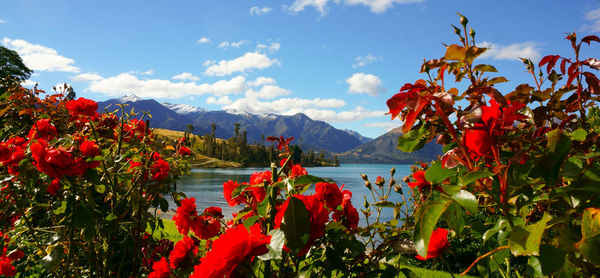 Red flowers by lake against sky