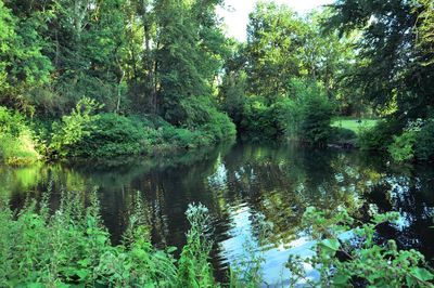 Scenic view of lake amidst trees in forest