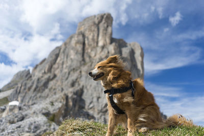 View of a dog looking away against mountain