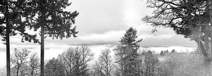 Pine trees in forest against sky