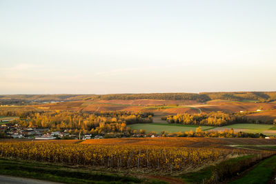 Scenic view of agricultural field against sky