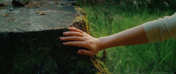 Cropped hand of man holding plant
