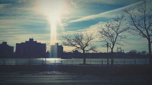 Sun shining through bare trees