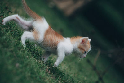 High angle view of a cat