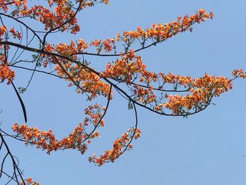 Low angle view of autumnal tree against clear blue sky