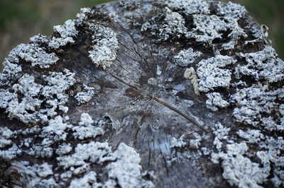 Close-up of snow on rock