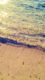 High angle view of starfish on beach