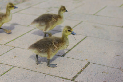 Young ducks walking on a pavement
