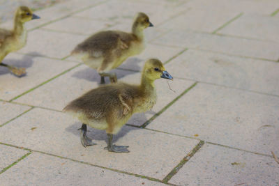 High angle view of ducks on footpath