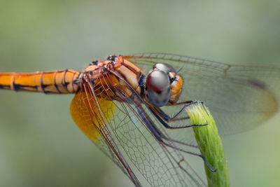 Close-up of dragonfly on leaf