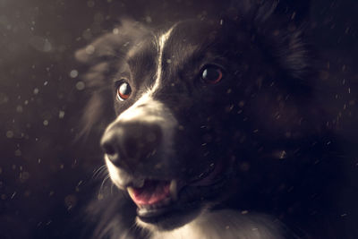 Close-up of border collie looking away