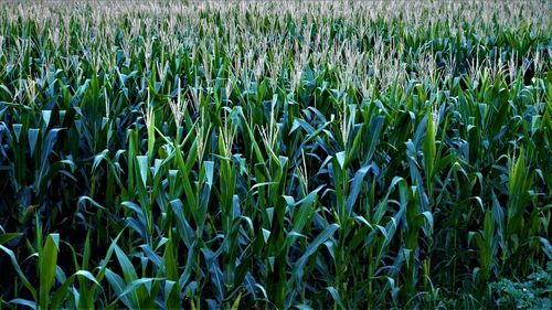 Full frame shot of crops growing on field