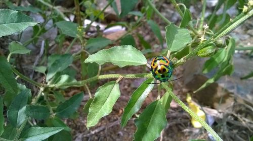 Close-up of insect on plant