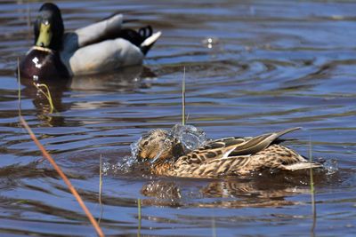 Mallard ducks swimming in lake