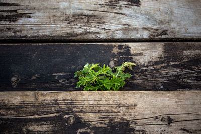 High angle view of thistle sticking out from old wooden stairs