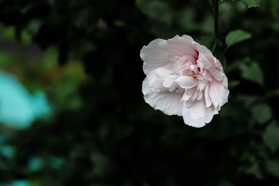 Close-up of white flowering plant