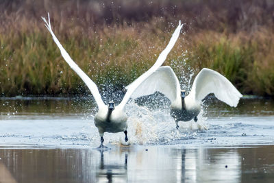 Swan in water