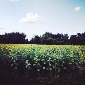 Scenic view of field against sky