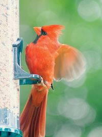 Close-up of bird perching on a feeder