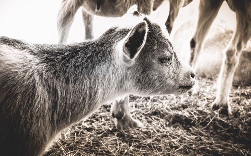 Close-up of horse